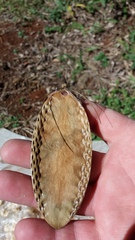 Amphilophium crucigerum