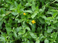 Acmella oppositifolia