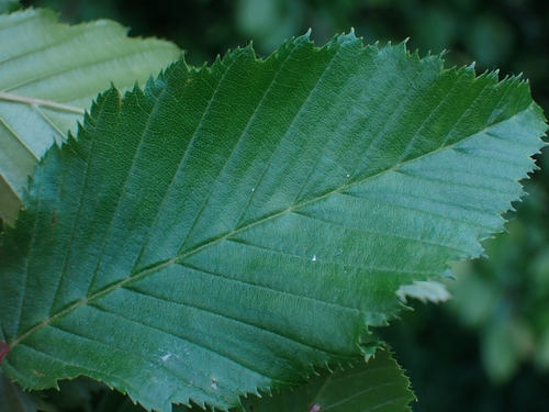 upperside of an ungalled Hornbeam leaf