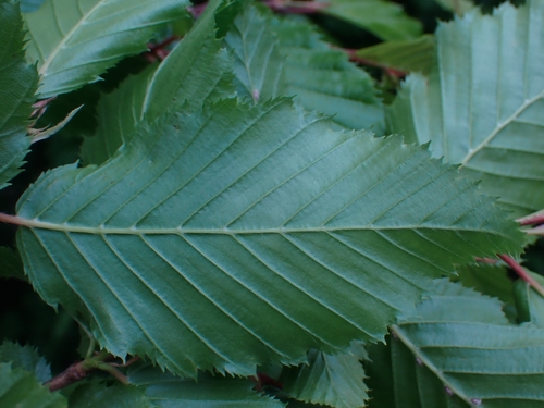 undeside of an ungalled Hornbeam leaf