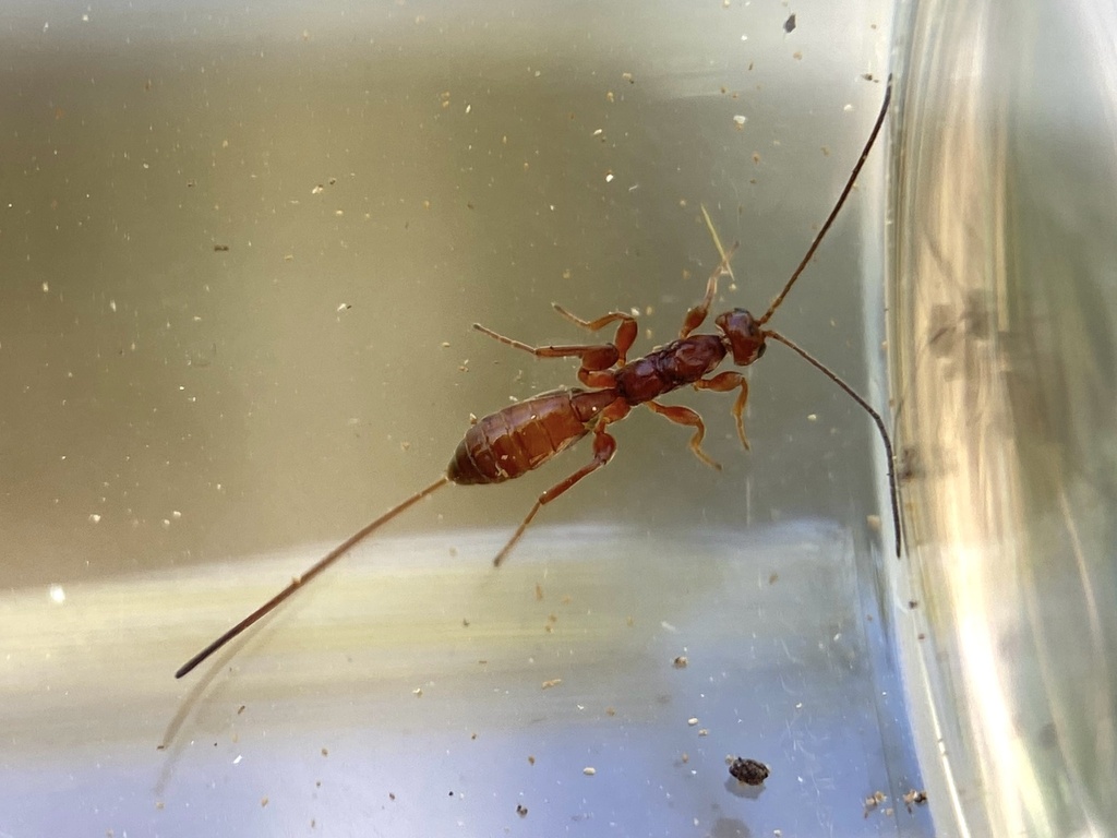 Odontocolon polymorphum