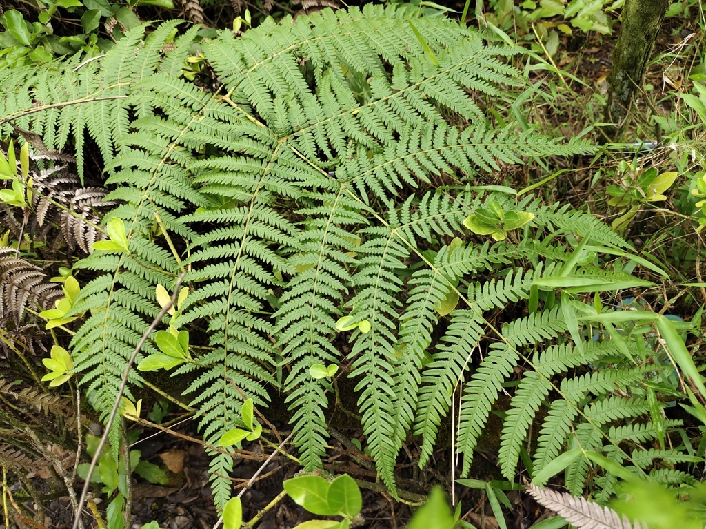 Pteridium lineare