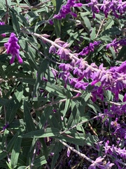 Salvia leucantha