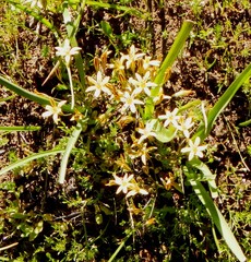 Triteleia ixioides anilina