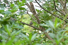 Poodytes punctatus vealeae