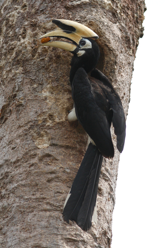 Anthracoceros albirostris