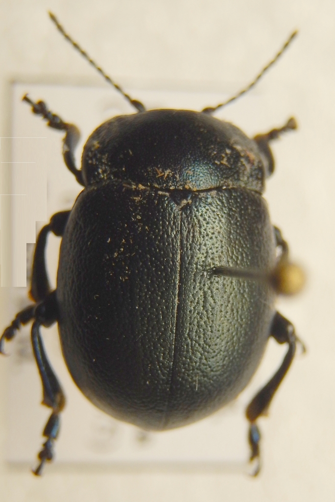 Chrysolina pedestris