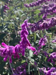 Salvia leucantha