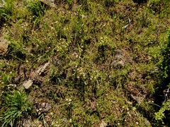 Triteleia ixioides anilina