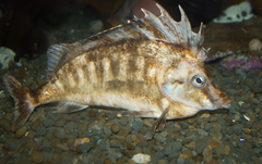 Southern Pigfish photo 3