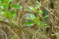 Poodytes punctatus vealeae