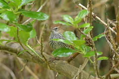 Poodytes punctatus vealeae