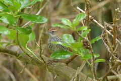 Poodytes punctatus vealeae