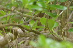 Poodytes punctatus vealeae