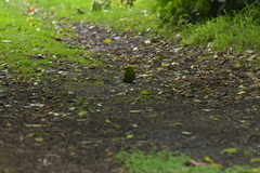 Cyanoramphus auriceps