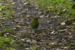 Cyanoramphus auriceps