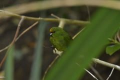 Cyanoramphus auriceps