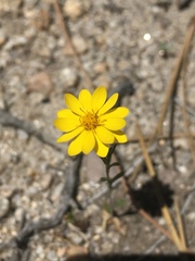 Pentachaeta aurea aurea