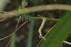 Cyanoramphus auriceps