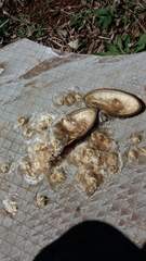 Amphilophium crucigerum