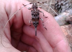 Acanthocinus spectabilis