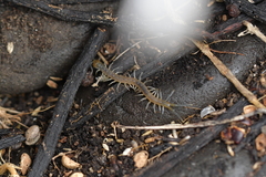 Cormocephalus rubriceps