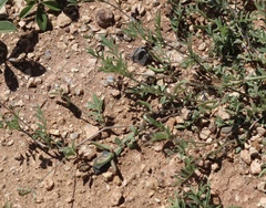 Astragalus nuttallianus austrinus