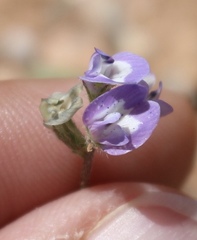 Astragalus nuttallianus austrinus
