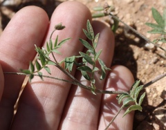 Astragalus nuttallianus austrinus