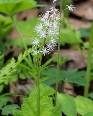 Tiarella austrina