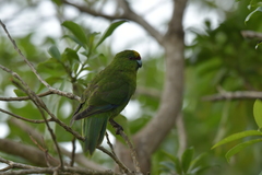 Cyanoramphus auriceps
