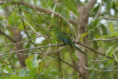 Cyanoramphus auriceps