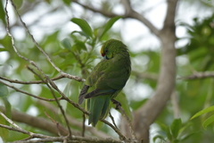Cyanoramphus auriceps