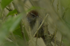 Poodytes punctatus vealeae