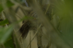 Poodytes punctatus vealeae