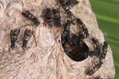 Polybia occidentalis