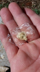 Amphilophium crucigerum