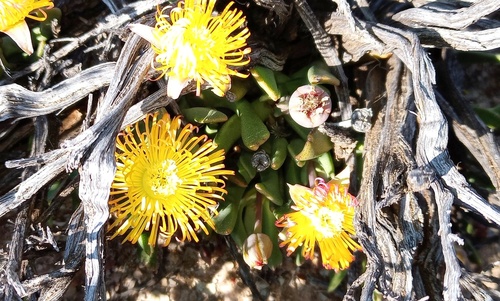 Hereroa stenophylla L.Bolus