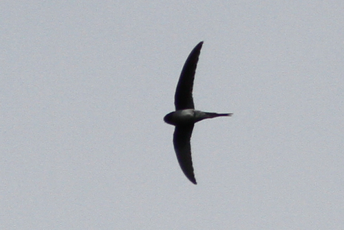 Hemiprocne longipennis