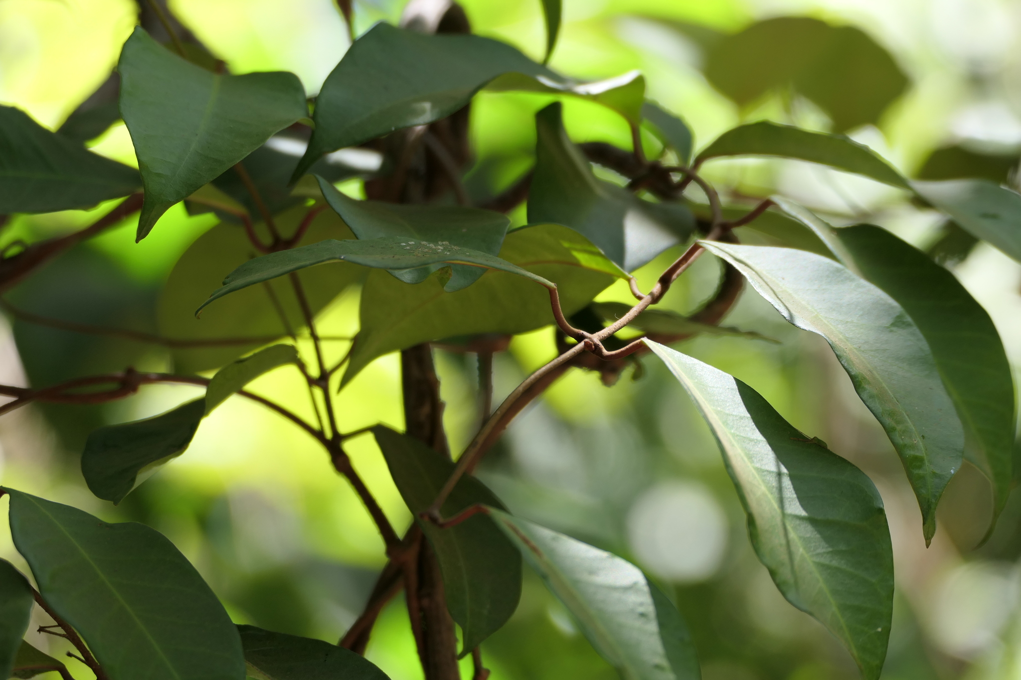 Secamone laurifolia (Hook.f.) K.Schum.