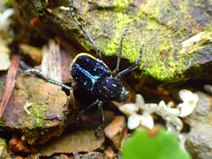 Ectinohoplia yoi