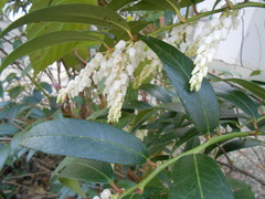 Leucothoe