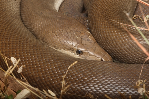 Olive Python sighting