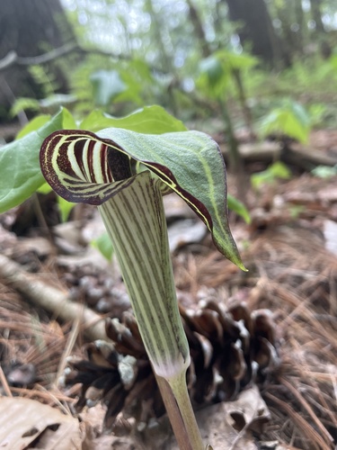 Arisaema triphyllum