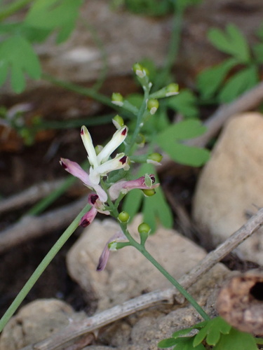 Two-coloured Fumitory (Fumaria bicolor)