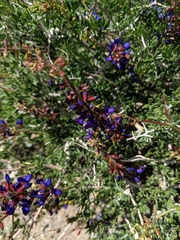 Psorothamnus arborescens