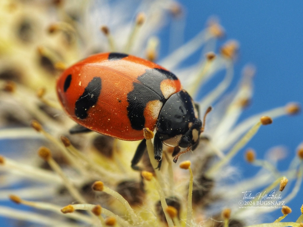 American Five-spotted Lady Beetle