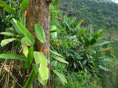 Stromanthe jacquinii