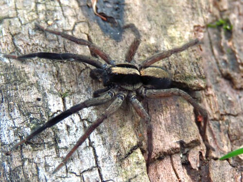 Schizocosa perplexa photo 2