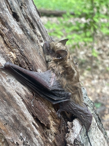 Big Brown Bat photographed in Rhode Island